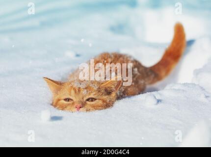 Cute red kitten hiding in deep snow in winter Stock Photo