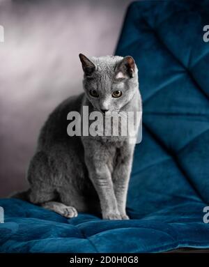 A playful, curious Russian Blue cat sitting elegantly on a blue chair in a studio setting. Its beautiful coat and inquisitive gaze create a captivatin Stock Photo