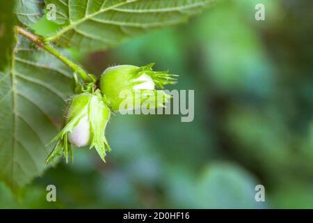 Young hazel, green hazelnut nuts, grow on a tree Stock Photo