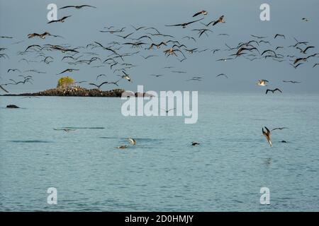 Flock of Blue Footed Boobies Dive For Fish At Sundown. Stock Photo