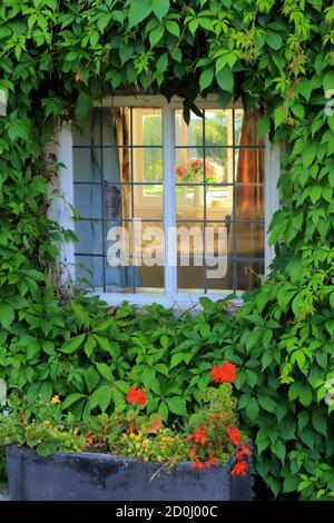 House window surrounded by ivy Stock Photo