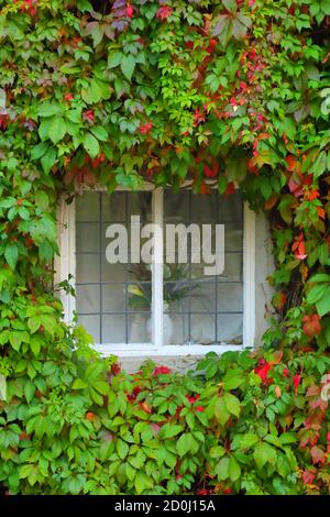 House window surrounded by ivy Stock Photo