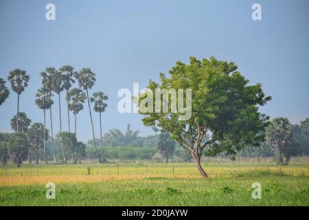 Natural landscape of an isolated medicinal neem tree (Azadirachta indica) alone in an fresh rural agricultural environment Stock Photo
