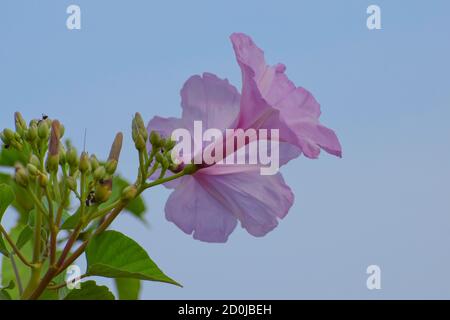 Beautiful fresh pink morning glory (ipomoea carnea) plant with flower blossoms and buds in the blue sky background, medicinal plant Stock Photo
