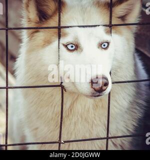 Husky dog locked in a cage Stock Photo