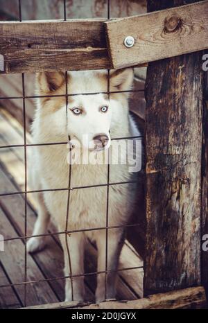 Husky dog locked in a cage Stock Photo