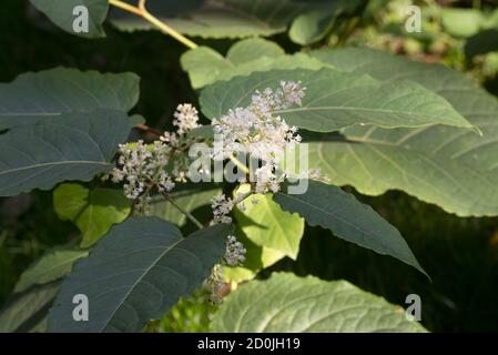 Reynoutria japonica, Asian knotweed flowers and leaves selective focus
