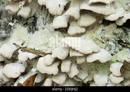 white wood decayed fungus on birch log closeup selective focus Stock Photo