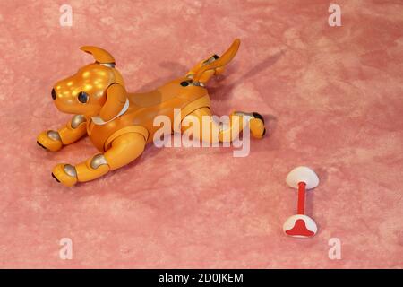 Sony Aibo robot dog with a dog in a Sony showroom. It's a special edition golden Aibo. Some motion blur. (September 2020) Stock Photo