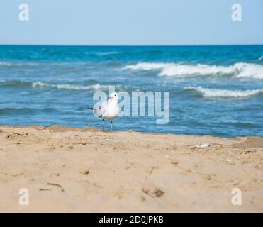 Seagull on the coast of Mediterranean sea, Sant Carles de la Rapita Stock Photo