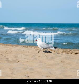 Seagull on the coast of Mediterranean sea, Sant Carles de la Rapita Stock Photo