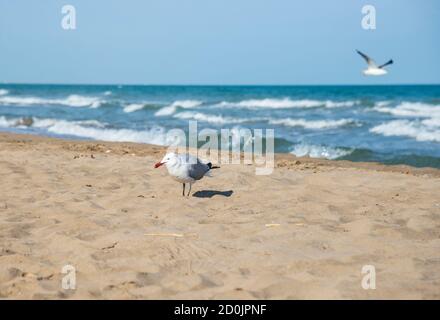 Seagulls on the coast of Mediterranean sea, El Trabucador Stock Photo