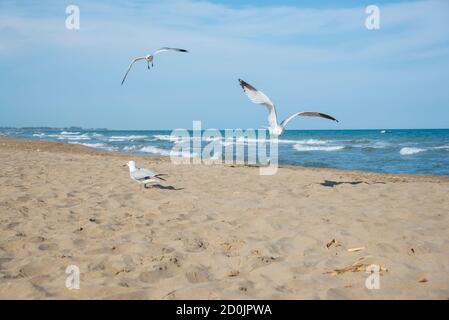 Seagulls on the coast of Mediterranean sea, El Trabucador Stock Photo