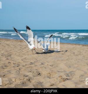 Seagulls on the coast of Mediterranean sea, El Trabucador Stock Photo