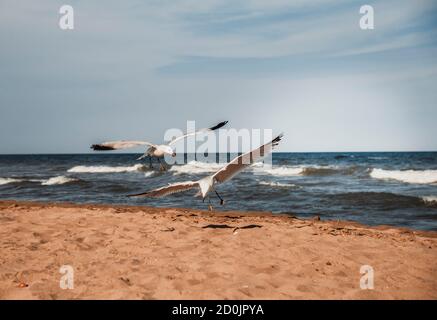 Seagulls on the coast of Mediterranean sea, Sant Carles de la Rapita Stock Photo