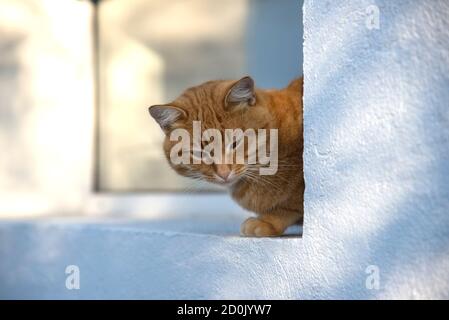 Stray red cat resting on the windowsill Stock Photo