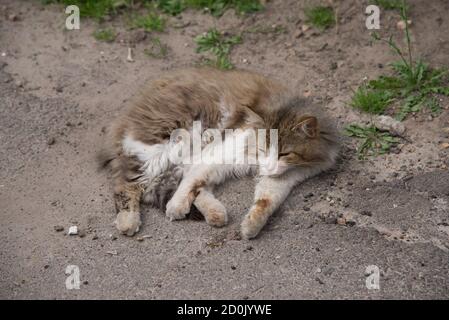 Stray cat lying on the street Stock Photo