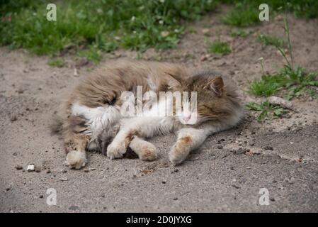 Stray cat lying on the street Stock Photo