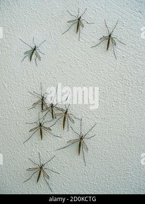 Tipulidae Crane Fly - Daddy Long Legs resting on white wall Stock Photo