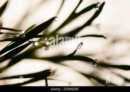 Dew drops on blades of grass in sun backlight Stock Photo