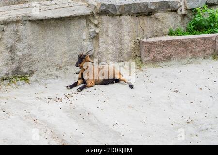 Sleeping goat at the farm. Domestic animal in nature Stock Photo