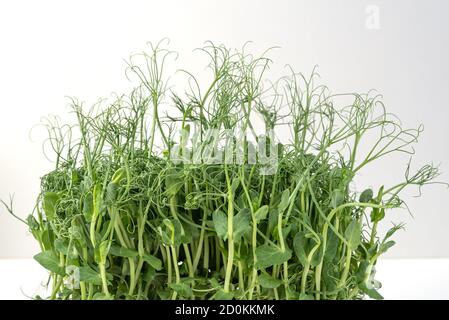 Peas microgreens macro photo on light background, copy space. Stock Photo