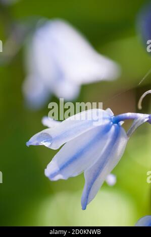 Dew drop on flower of common bluebell, Hyacinthoides non-scripta Stock Photo
