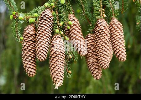 Norway spruce tree with green buds and cones, Picea abies Stock Photo