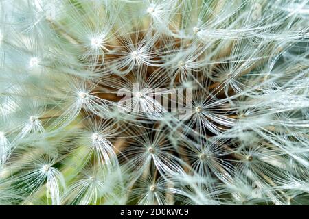 Structure of the seeds of a dandelion. Stock Photo