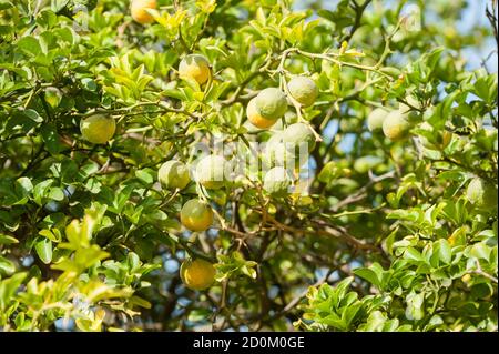 Yellow and green Fruits of Bergamot orange on tree, Citrus bergamia Stock Photo