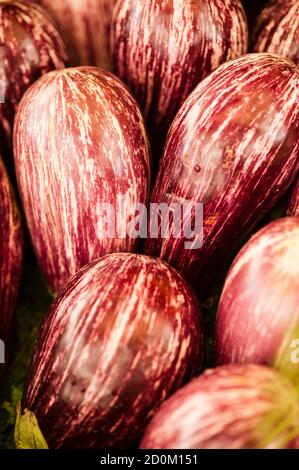 Eggplant, Solanum melongena,  aubergine is a species of nightshade Stock Photo