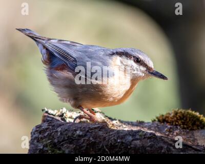 Eurasian nuthatch receives the rays of the sun that pass through the branches of the forest trees. Stock Photo