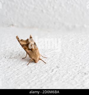 Angle shades moth on white wall. Phlogophora meticulosa. Stock Photo