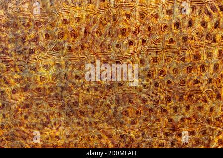 Rusty metal surface with decorative relief. Stock Photo
