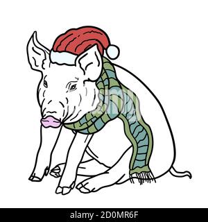 Chrismas card, pig wear Santa's red hat and green scarf sitting on white background. Vector illustration Stock Vector