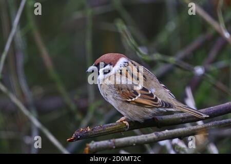 Tree Sparrow perched on branch (Passer montanus) Stock Photo