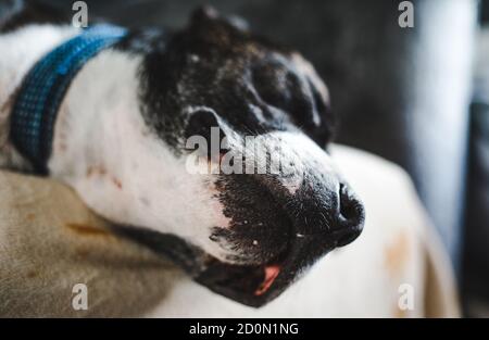 Face of adopted brown brindle Staffordshire bull terrier dog with white face markings comfortable napping on the sofa Stock Photo