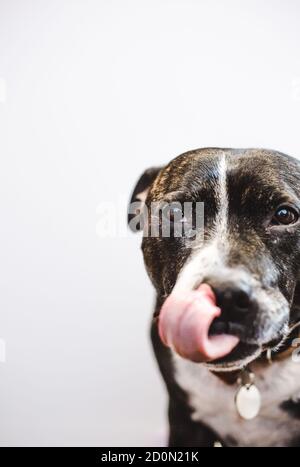 Adopted brown brindle Staffordshire bull terrier dog with white face markings licks his lips in satisfaction and anticipation Stock Photo