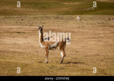 A guanaco staring the camera. Stock Photo