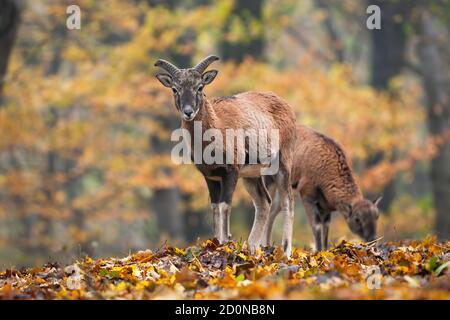 Two mouflons standing in forest in autumn nature. Stock Photo