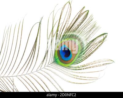 Peacock feather isolated on white background Stock Photo