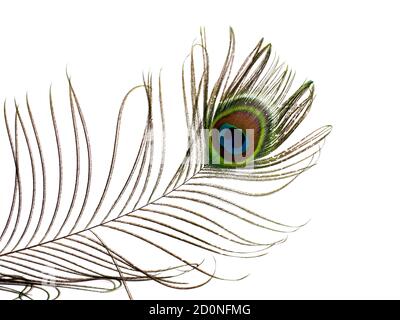 Feather of a peacock isolated on white background Stock Photo