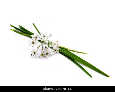 Chives Garlic Isolated on White Background Stock Photo