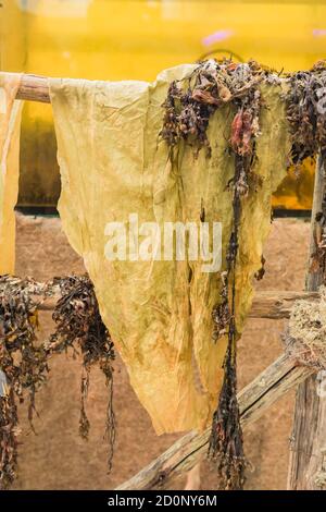 The process of dehydration of seaweed laminaria japonica Stock Photo