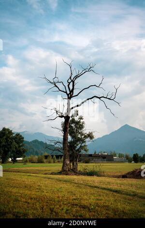 A bizarre dead and a small new tree stands on a field in the background are mountains. Stock Photo