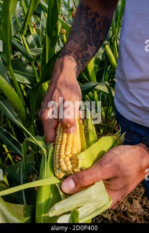 Farmer in corn field inspecting corn cobs to be sure if it is ready for picking / harvest. Close up of a hand / thumb puncturing a kernel that burst w Stock Photo