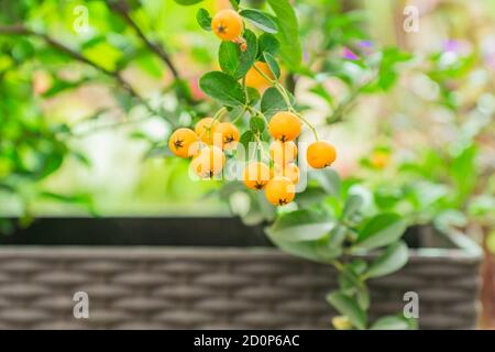 Close up of berries of yellow Asian firethorn evergreen shrub (Pyracantha rogersiana) on green bokeh background Stock Photo