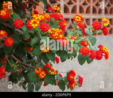 Lantana camara flowers in the city park Stock Photo