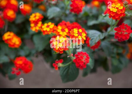Lantana camara flowers in the city park Stock Photo