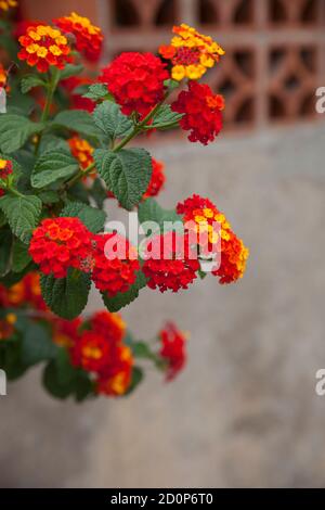 Lantana camara flowers in the park Stock Photo